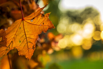 Herbstblatt