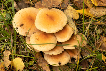 Clump of Honey Fungus (Armillaria mellea) in Ancient Woodland.
