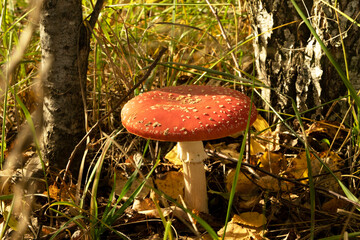 Muscarium fly agaric. A poisonous and hallucinogenic mushroom Fly agaric in the grass against the background of an autumn forest. Close-up macro photography in a natural environment.