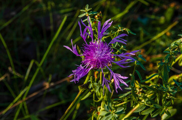 flowers in the garden