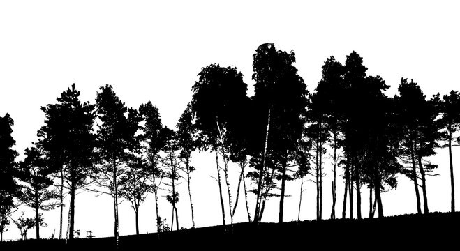 Black silhouette of trees in the park. Vector illustration