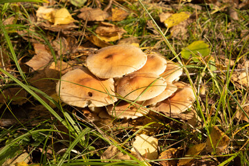 Clump of Honey Fungus (Armillaria mellea) in Ancient Woodland in Rural