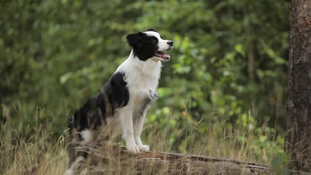 Amazingly cute border collie stays on a log on the grass in a beautiful forest in front of the camera in slow motion