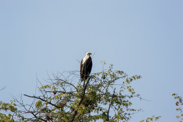African fish eagle in Lower Zambezi National Park, Zambia