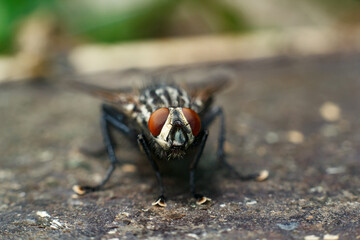 Close-up portrait of a fly with details. A fly in nature
