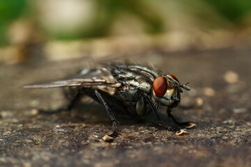 Close-up portrait of a fly with details. A fly in nature