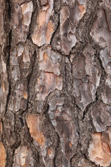 bark of a pine tree