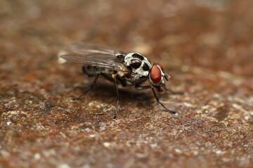 Close-up portrait of a fly with details. A fly in nature