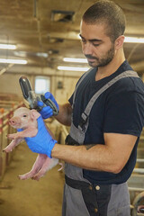 Farm worker gives a newborn piglet an iron injection © Виктор Осипенко