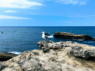 seagull on rock
