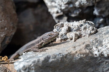 Madeiran wall lizard.