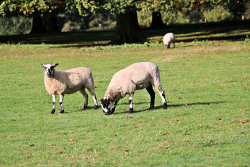 Fototapeta premium A view of a Sheep in the Cheshire Countryside