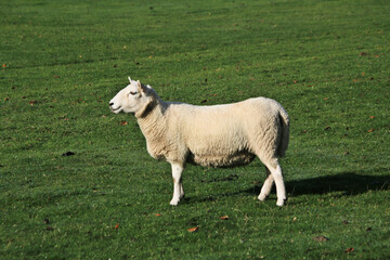 A view of a Sheep in the Cheshire Countryside