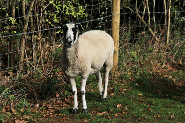 Obraz premium A view of a Sheep in the Cheshire Countryside