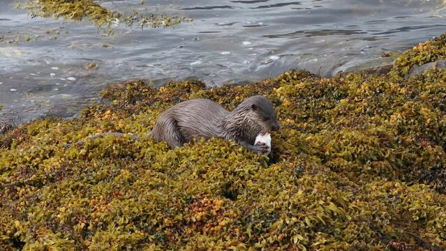An otter (Lutra lutra) eating a flatfish amongst the seaweed at the side of a Scottish loch on the Ardnamurchan peninsula.