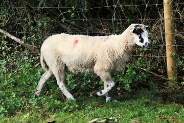 A view of a Sheep in the Cheshire Countryside