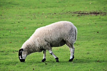 Naklejka premium A view of a Sheep in the Cheshire Countryside