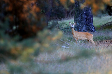 Wild roe deer standing in a meadow at the edge of the forest in autumn season.