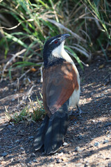 Burchell's Coucal, Mkhuze, South Africa