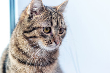 Portrait of a brown tabby cat on a light background