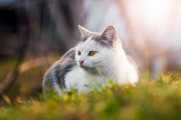 Naklejka na ściany i meble A white spotted cat sits in the garden on the grass