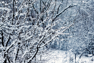 Winter forest with snow-covered tree branches, winter background