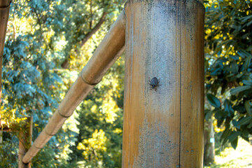 Brown marmorated stink bug, Halyomorpha halys sitting on bamboo close up during sunny day in garden