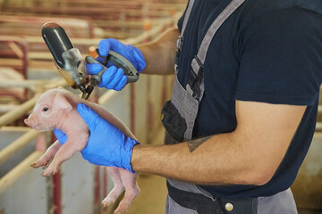 Farm worker gives a newborn piglet an iron injection.