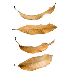 Fototapeta premium Dry leaves transparent background
