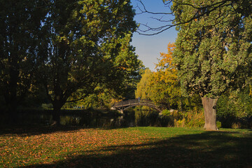 Blick auf Romantische Holz Brücke am Teich in Johanna Park, Ufer mit Schilf, Leipzig, Sachsen, Deutschland