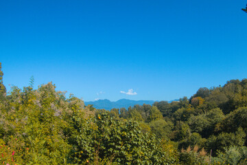 Fototapeta na wymiar View on suptropical jungle rainforest, trees in sun light, blue sky and mountains during sunny bright day as exotic landscape background with copy space, botanical garden