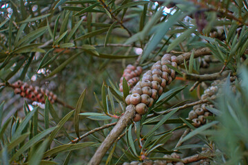 Callistemon speciosus, Albany bottlebrush, Swamp bottlebrush exotic tropical bush, branches close up