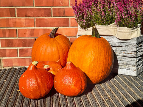 Autumn fall sesonal decor orange traditional halloween pumpkin vegetable