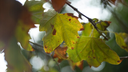 Fototapeta premium natureza, folha, outonal, árvore, 