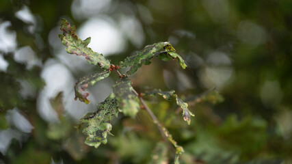 natureza, folha, outonal, árvore, 