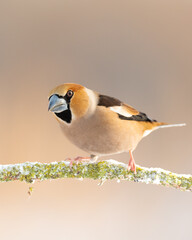 Hawfinch Coccothraustes coccothraustes amazing bird perched on tree blurry background	