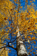 Colorful autumnal birch leaves from the ground level against blue sky.
