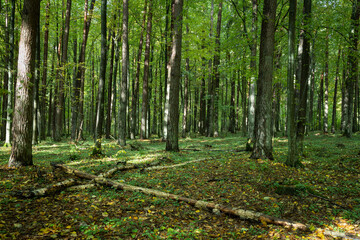 Obraz premium Misty autumn forest. Early autumn in misty forest. Morning fog in autumn forest Poland Europe Knyszyn Primeval Forest