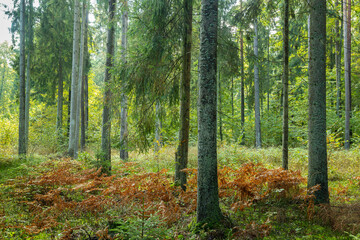 Fototapeta premium Misty autumn forest. Early autumn in misty forest. Morning fog in autumn forest Poland Europe Knyszyn Primeval Forest