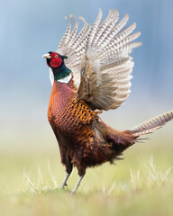 Common pheasant (Phasianus colchius) Ring-necked pheasant in natural habitat, blue background, grassland	