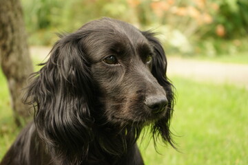 Black spaniel dog markiesje portrait