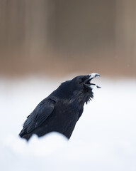 Fototapeta premium beautiful raven Corvus corax walking among winter meadow with snow North Poland Europe