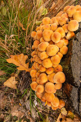Mushrooms and mycelium on an old stump in the middle of the forest on a clear autumn day. Forest.