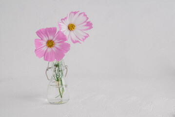 light pink Cosmos flowers isolated on white background.