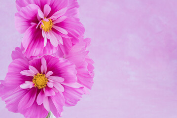 light pink Cosmos flowers isolated on pink  background.