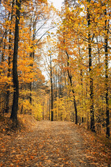 autumn forest trees with orange-yellow foliage and pathway, natural background. Beautiful autumn scenic landscape. fall season