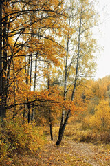 autumn forest trees with orange-yellow foliage and pathway, natural background. Beautiful autumn scenic landscape. fall season