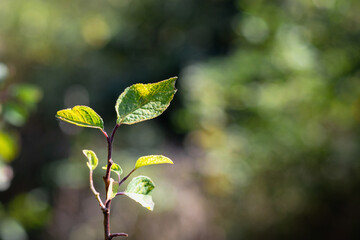 A branch with leaves on a blurry background on a sunny day. A branch with leaves on a blurry background. Fresh green leaves on a beautiful blurry background. Selective focus.