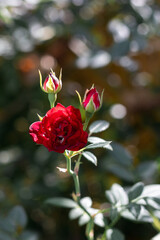 A red rose. A red rose with buds on a blurry background with bokeh. Red roses bloom in the garden in the sunlight. Beautiful bokeh. Selective focus. Vertical image.