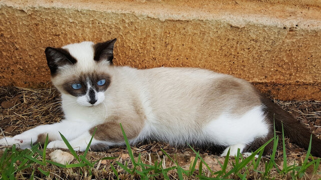 Gato Deitado No Jardim